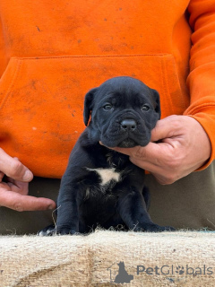 Zdjęcie №2 do zapowiedźy № 173340 na sprzedaż  cane corso - wkupić się Niemcy prywatne ogłoszenie