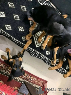 Zdjęcie №3. urocze szczenięta dobermanów szukają kochających domów na zawsze.. Dania