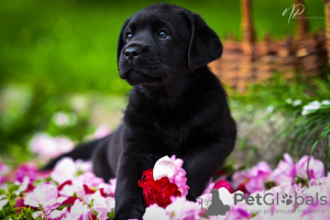 Zdjęcie №1. labrador retriever - na sprzedaż w Karlovac | 5441zł | Zapowiedź №105798