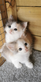 Zdjęcie №1.  - na sprzedaż w Beierdorf | 1674zł | Zapowiedź № 153138