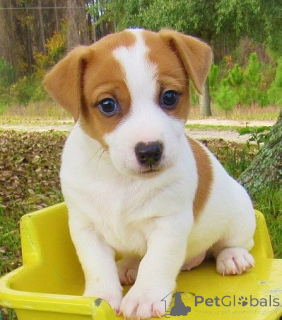 Zdjęcie №1. jack russell terrier - na sprzedaż w Praga | negocjowane | Zapowiedź №170671