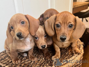 Zdjęcie №4. Sprzedam jamnik w Berlin. prywatne ogłoszenie - cena - negocjowane