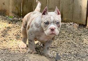 Zdjęcie №2 do zapowiedźy № 137881 na sprzedaż  american bully - wkupić się USA prywatne ogłoszenie
