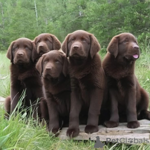Zdjęcie №2 do zapowiedźy № 168089 na sprzedaż  labrador retriever - wkupić się Niemcy prywatne ogłoszenie