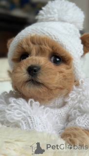 Zdjęcie №1. maltańczyk - na sprzedaż w Berlin | negocjowane | Zapowiedź №164613