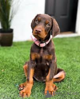 Zdjęcie №3. Preciosos cachorros Doberman Pinscher en venta. Hiszpania