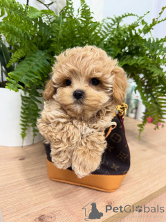 Zdjęcie №2 do zapowiedźy № 158857 na sprzedaż  maltipu - wkupić się Niemcy hodowca