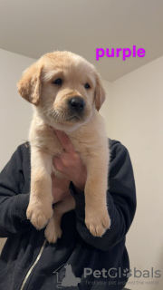 Dodatkowe zdjęcia: Piękny miot szczeniąt labradora zarejestrowanego w KC.