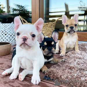 Zdjęcie №1. buldog francuski - na sprzedaż w Kvisingsbo | 6075zł | Zapowiedź №168378