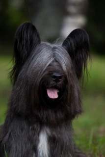 Zdjęcie №4. Sprzedam skye terrier w Санкт-Петербург. od żłobka - cena - 1544zł