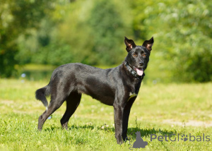 Zdjęcie №2 do zapowiedźy № 151420 na sprzedaż  pies nierasowy - wkupić się Federacja Rosyjska ze schronu