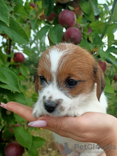 Zdjęcie №4. Sprzedam jack russell terrier w Orzeł. od żłobka, hodowca - cena - negocjowane