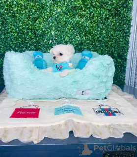 Zdjęcie №2 do zapowiedźy № 163079 na sprzedaż  maltańczyk - wkupić się Polska hodowca