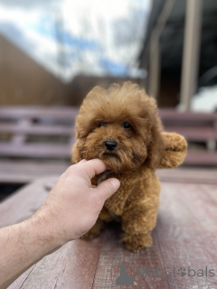 Zdjęcie №2 do zapowiedźy № 165780 na sprzedaż  maltipu - wkupić się Ukraina prywatne ogłoszenie