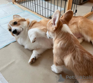 Zdjęcie №3. Szablony Pembroke Welsh Corgi. Chorwacja