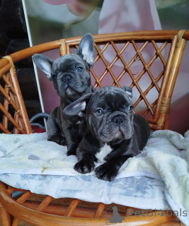 Zdjęcie №1.  - na sprzedaż w Białoruś | 2691zł | Zapowiedź №161650