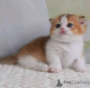 Zdjęcie №4. Sprzedam munchkin w Londyn. hodowca - cena - negocjowane