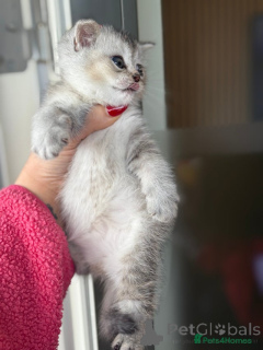 Zdjęcie №3. Beyutiful brytyjskie kocięta. Belgia