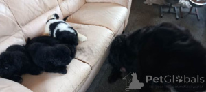 Zdjęcie №3. Sprzedam szczenięta nowofundlandzkie...Whatsapp me at 44 7453 907158. Holandia