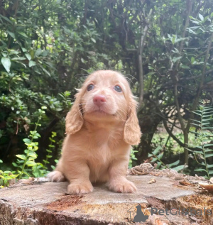 Zdjęcie №4. Sprzedam jamnik w Berlin. prywatne ogłoszenie, hodowca - cena - 2392zł