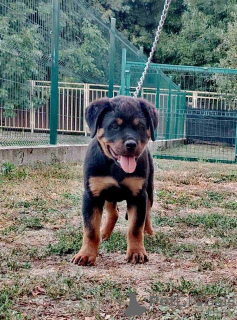 Zdjęcie №2 do zapowiedźy № 154079 na sprzedaż  rottweiler - wkupić się Serbia 