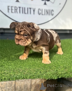 Zdjęcie №1. buldog francuski - na sprzedaż w Bietigheim-Bissingen | 1674zł | Zapowiedź №153466