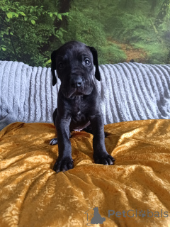 Zdjęcie №3. Great dane. Polska