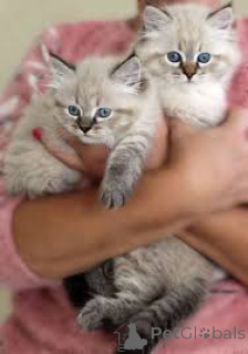 Zdjęcie №1. kot syberyjski - na sprzedaż w Helsinki | 2392zł | Zapowiedź № 166326