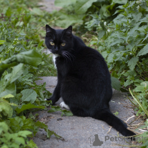 Dodatkowe zdjęcia: Ollie to niezwykły kot z markizą, który szuka domu.