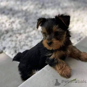 Zdjęcie №2 do zapowiedźy № 163039 na sprzedaż  yorkshire terrier - wkupić się Czarnogóra prywatne ogłoszenie, ze schronu