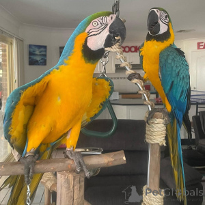 Zdjęcie №3. Cudowny towarzysz, wszyscy powinniście mieć przynajmniej jedną papugę Ara, są. Słowacja