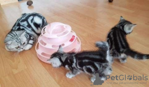 Zdjęcie №3. Kocięta brytyjskie krótkowłose ,,,. Holandia