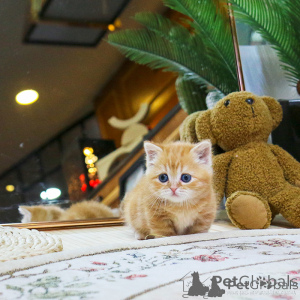 Zdjęcie №2 do zapowiedźy № 156162 na sprzedaż  munchkin - wkupić się Holandia 