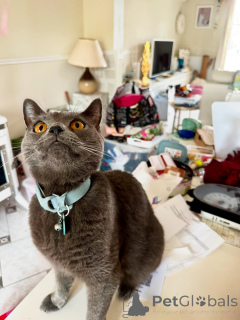 Zdjęcie №1. kot kartuski - na sprzedaż w Alès | negocjowane | Zapowiedź № 158743