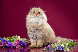 Zdjęcie №3. Golden Fold Cat. Federacja Rosyjska