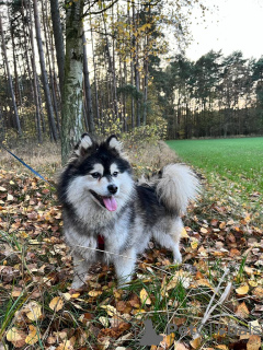 Dodatkowe zdjęcia: Pomsky przez Pomeranian i Husky