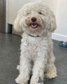 Zdjęcie №2 do zapowiedźy № 156418 na sprzedaż  labradoodle - wkupić się Niemcy prywatne ogłoszenie
