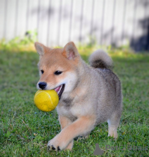 Zdjęcie №3. Shiba Inu szczenięta. Serbia