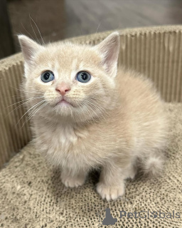 Zdjęcie №1. kot domowy - na sprzedaż w Monachium | 2153zł | Zapowiedź № 150618