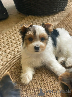 Zdjęcie №2 do zapowiedźy № 138877 na sprzedaż  yorkshire terrier - wkupić się Niemcy hodowca