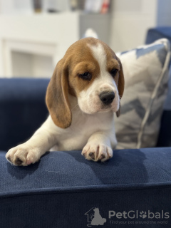Zdjęcie №1. beagle (rasa psa) - na sprzedaż w Nowy Jork | 1585zł | Zapowiedź №102249