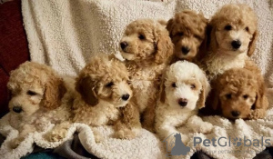 Zdjęcie №3. Oszałamiające małe miniaturowe szczenięta Goldendoodle 1(559) 745-5646. USA