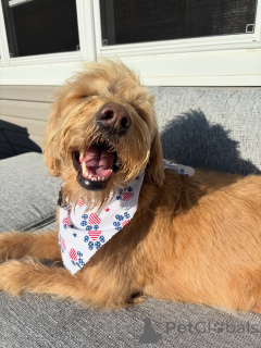 Zdjęcie №2 do zapowiedźy № 169363 na sprzedaż  labradoodle - wkupić się Finlandia prywatne ogłoszenie