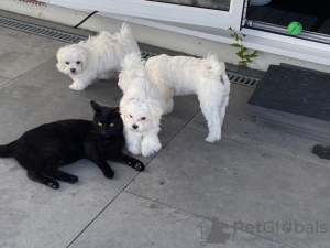 Zdjęcie №2 do zapowiedźy № 131399 na sprzedaż  maltańczyk - wkupić się Szwajcaria prywatne ogłoszenie