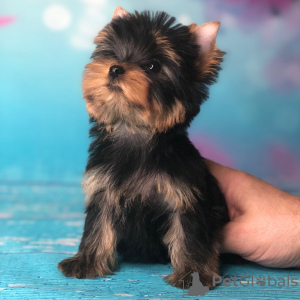 Zdjęcie №4. Sprzedam yorkshire terrier w Herschweiler-Pettersheim. prywatne ogłoszenie - cena - 931zł