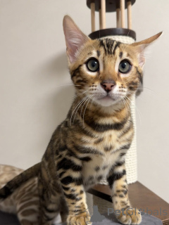 Zdjęcie №3. Przywitaj się z Zarą, elegancką, ciekawską i pełną miłości! Trochę dzikie w. Wielka Brytania