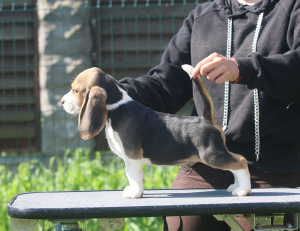 Zdjęcie №1. beagle (rasa psa) - na sprzedaż w Mińsk | 3025zł | Zapowiedź №2904