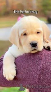 Zdjęcie №4. Sprzedam labrador retriever w Paryż. prywatne ogłoszenie, hodowca - cena - 3348zł