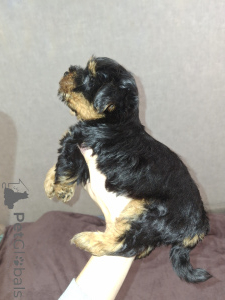 Zdjęcie №1. yorkshire terrier biewer, yorkshire terrier - na sprzedaż w Tartu | 2870zł | Zapowiedź №162867