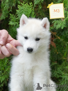 Dodatkowe zdjęcia: Sprzedam szczenię Siberian Husky. Twój idealny towarzysz!